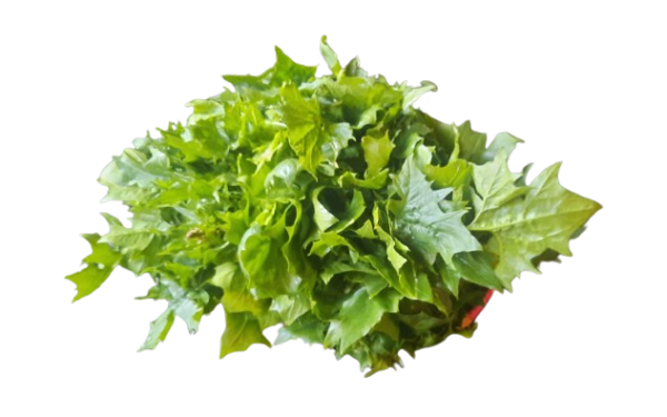 Lahori_Palak