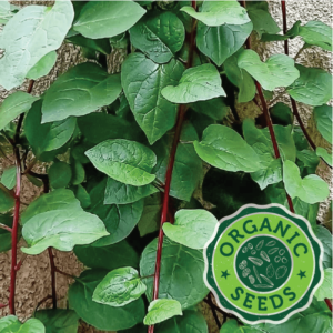 Malabar Spinach Red Stem