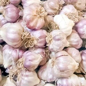 Garlic