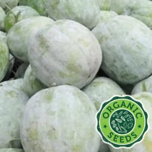 Ash Gourd