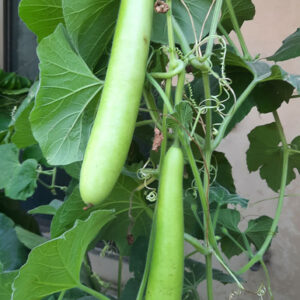 Bottle gourd – long (لوکی)