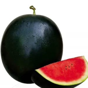 Watermelon Sugar Baby(تربوز)