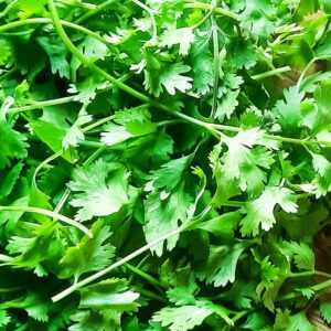 Coriander (دھنیا)