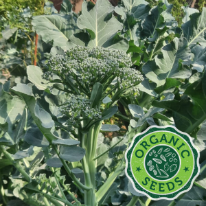 Sprouting Broccoli with seal