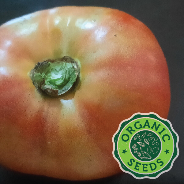 Big Rainbow Tomato Seeds - 50 Count, Organic, Non-GMO Heirloom Variety