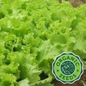 lettuce-grand-rapids-with seal