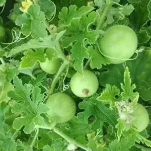 Tinda - Light Green (ہلکا سبز ٹینڈا)