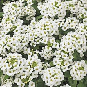 Alyssum maritimum Carpet of Snow