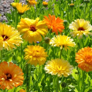 Calendula Pacific Beauty Mix