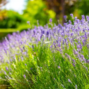 Lavender Common English