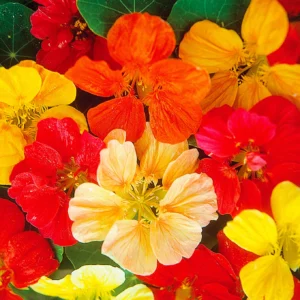 Nasturtium Jewel Mix