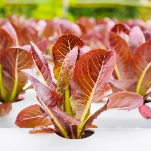 Red romaine