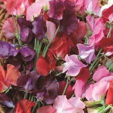 Sweet Pea Knee Hi tall Mix