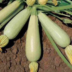 Zucchini Sicily