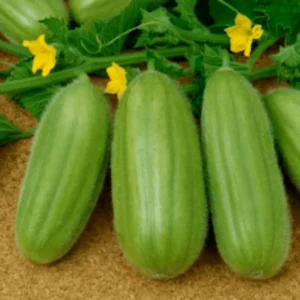 Cucumber Carosello